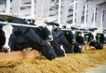 Impacto de la Calidad del Ensilaje en la Producción de Leche AGROCOLUN 61 | Impacto de la calidad del ensilaje en la producción de leche | Nutrición