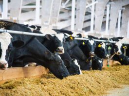 AGROCOLUN 61 | Impacto de la calidad del ensilaje en la producción de leche | Nutrición