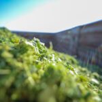 Qué Sembrar para Tener Ensilaje de Calidad AGROCOLUN 61 | Qué sembrar para tener ensilaje de calidad | Agrícola