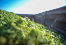 Qué Sembrar para Tener Ensilaje de Calidad AGROCOLUN 61 | Qué sembrar para tener ensilaje de calidad | Agrícola