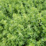 Resultados Parciales de Ensayo de Alfalfas sin Riego. 5 Años de Evaluación (2018 – 2022) AGROCOLUN | Edición 62 | Agrícola