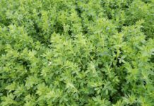 Resultados Parciales de Ensayo de Alfalfas sin Riego. 5 Años de Evaluación (2018 – 2022) AGROCOLUN | Edición 62 | Agrícola