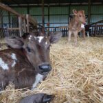 Cryptosporidiosis. Una Diarrea Potencialmente Mortal en la Ternera AGROCOLUN | Edición 62 | Crianza