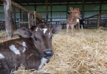 Cryptosporidiosis. Una Diarrea Potencialmente Mortal en la Ternera AGROCOLUN | Edición 62 | Crianza