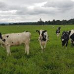 Determinando el Costo de mi Vaquilla de Reposición AGROCOLUN | Edición 62 | Gestión