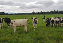 Determinando el Costo de mi Vaquilla de Reposición AGROCOLUN | Edición 62 | Gestión