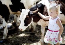 La Nutrición como Herramienta de Bienestar en Terneros AGROCOLUN | Edición 63 | BIENESTAR EN TERNEROS