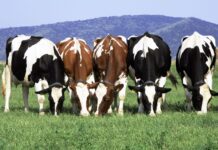 Hablemos de Antibioticos AGROCOLUN | Edición 63 | Consideraciones Nutricionales en Dietas de Verano