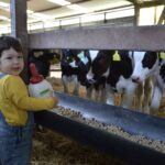 ¿Vacunar o no Vacunar Mis Vacas en el Preparto? Protegiendo mi Futuro Rebaño AGROCOLUN | Edición 63 | Vacunar o no Vacunar Mis Vacas en el Preparto