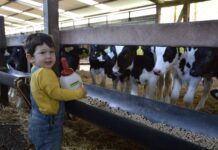 ¿Vacunar o no Vacunar Mis Vacas en el Preparto? Protegiendo mi Futuro Rebaño AGROCOLUN | Edición 63 | Vacunar o no Vacunar Mis Vacas en el Preparto