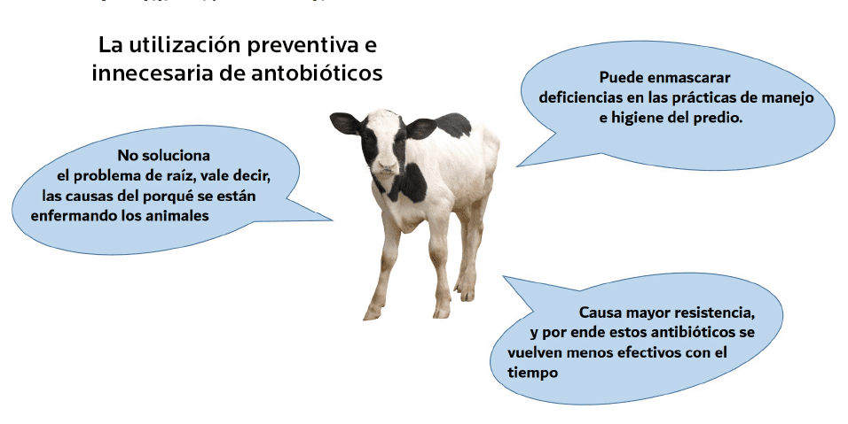 AGROCOLUN | Relación entre el Bienestar Animal y el uso de Antimicrobianos | %sitename%| Edición 64 | Edición 64