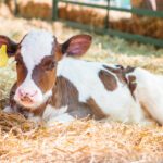 Cuidando el Ombligo del Recién Nacido Un Sencillo Paso, Muchas Ventajas AGROCOLUN | Edición 64 | CRIANZA