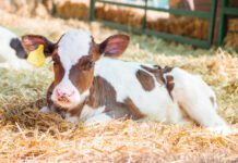 Cuidando el Ombligo del Recién Nacido Un Sencillo Paso, Muchas Ventajas AGROCOLUN | Edición 64 | CRIANZA