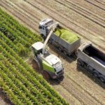 Consideraciones para Obtener un Buen Ensilaje de Maíz AGROCOLUN | Edición 64 | NUTRICIÓN