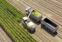 Consideraciones para Obtener un Buen Ensilaje de Maíz AGROCOLUN | Edición 64 | NUTRICIÓN