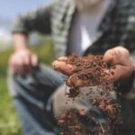 Fertilización de Mantención y Corrección La Base del Éxito en la Producción de Forraje AGROCOLUN | Edición 65 | AGRÍCOLA