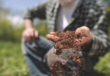 Fertilización de Mantención y Corrección La Base del Éxito en la Producción de Forraje AGROCOLUN | Edición 65 | AGRÍCOLA