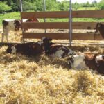 Virus de la Rinotraqueítis Infecciosa Bovina (IBR)  Un Problema en la Reproducción y Crianza AGROCOLUN | Edición 65 | CRIANZA