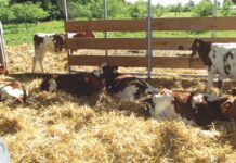 Virus de la Rinotraqueítis Infecciosa Bovina (IBR)  Un Problema en la Reproducción y Crianza AGROCOLUN | Edición 65 | CRIANZA