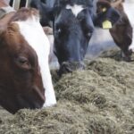 Materias Primas para Considerar en la Suplementación Invernal del Rebaño Lechero AGROCOLUN | Edición 65 | NUTRICIÓN ANIMAL