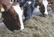 Materias Primas para Considerar en la Suplementación Invernal del Rebaño Lechero AGROCOLUN | Edición 65 | NUTRICIÓN ANIMAL