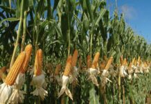 Resultado de Ensayos de maíces Temporada 2022-2023