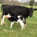 Virus de la Diarrea Viral Bovina (DVB).  Un Acompañante en Silencioso en Nuestras Lecherías