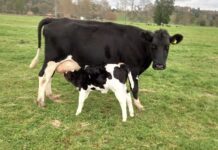 Virus de la Diarrea Viral Bovina (DVB).  Un Acompañante en Silencioso en Nuestras Lecherías