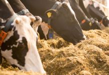 Alimentación en Lecherías  Remolacha Forrajera o Remolacha Azucarera