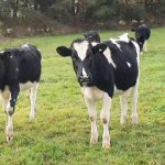 Dermatofitosis o Tiña Cuando los Hongos son un Problema en Nuestra Crianza