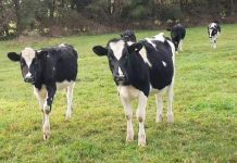 Dermatofitosis o Tiña Cuando los Hongos son un Problema en Nuestra Crianza