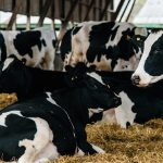 Aprendamos a Usar Sales Aniónicas en Vacas Preparto AGROCOLUN_67_NUTRICION Sales Aniónicas