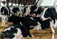 Aprendamos a Usar  Sales Aniónicas  en Vacas Preparto AGROCOLUN_67_NUTRICION Sales Aniónicas