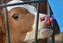 Alimentación Láctea y Bienestar Animal Claves para una Crianza Exitosa AGROCOLUN_68_BIENESTAR2