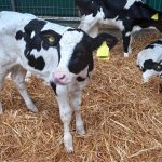 Limpieza de Utensilios y Camas en Ternereras. Generando Estrategias para Prevenir Enfermedades AGROCOLUN_68_CRIANZA_