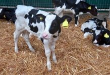 Limpieza de Utensilios y Camas en Ternereras. Generando Estrategias para Prevenir Enfermedades AGROCOLUN_68_CRIANZA_