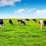 Grass Fed: Cuidando la Magia del Sur. Programa de Certificación de Producción de Leche con Vacas Alimentadas a Pasto AGROCOLUN 68 GRASSFED IMAGEN DESTACADA