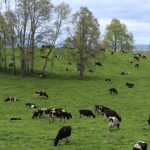 Rejuvenecimiento de Praderas Agrícolas. Una Buena Alternativa de Cara al Otoño Importancia del Rejuvenecimiento de Praderas Agrícolas