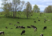 Rejuvenecimiento de Praderas Agrícolas. Una Buena Alternativa de Cara al Otoño Importancia del Rejuvenecimiento de Praderas Agrícolas