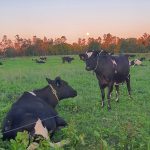 Collares para Monitorear Rumia y Nutrición en Vacas Lecheras. Una Maravilla al Alcance de Nuestros Sistemas Productivos AGROCOLUN | Edición 69 | NUTRICIÓN | Collares para Monitorear Rumia y Nutrición