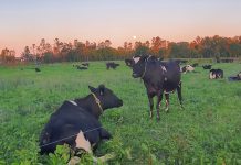 Collares para Monitorear Rumia y Nutrición en Vacas Lecheras. Una Maravilla al Alcance de Nuestros Sistemas Productivos AGROCOLUN | Edición 69 | NUTRICIÓN | Collares para Monitorear Rumia y Nutrición