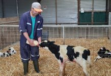 Crianza: Capacitando a Nuestro Personal en Bienestar Animal  Qué Deben Saber AGROCOLUN 70 CRIANZA ENCABEZADO