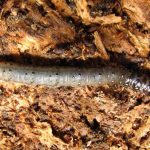 Detección y Método de Control de Cuncunilla Negra en Praderas Agrícolas (D. Pallens / D. Chiliensis) AGROCOLUN 71 AGRÍCOLA ENCABEZADO