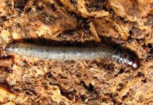 Detección y Método de Control de Cuncunilla Negra en Praderas Agrícolas  (D. Pallens / D. Chiliensis) AGROCOLUN 71 AGRÍCOLA ENCABEZADO