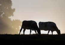 Importancia del Fotoperíodo  para el Bienestar en el Ganado Lechero AGROCOLUN 71 BIENESTAR ENCABEZADO