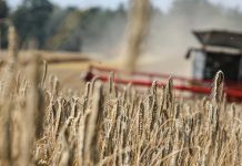 Centeno Híbrido de KWS  El Grano Eficiente para la Agricultura Actual AGROCOLUN 71 COMERCIAL CENTENO ENCABEZADO