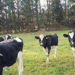 Plan Sanitario en la Crianza Hasta el Encaste  Una Guía Rápida para unas Futuras Lecheras Más Sanas AGROCOLUN 71 CRIANZA ENCABEZADO