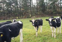 Plan Sanitario en la Crianza Hasta el Encaste  Una Guía Rápida para unas Futuras Lecheras Más Sanas AGROCOLUN 71 CRIANZA ENCABEZADO