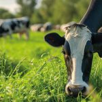 Manejo Preventivo de la Cojera ¡Llegó para Quedarse! AGROCOLUN 71 NUTRICIÓN COJERA ENCABEZADO