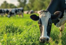 Manejo Preventivo de la Cojera  ¡Llegó para Quedarse! AGROCOLUN 71 NUTRICIÓN COJERA ENCABEZADO